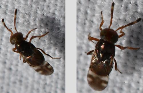Microterys tessellatus